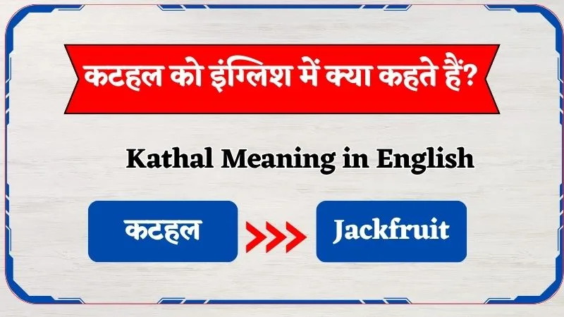 Kathal Ko English Mein Kya Kahte Hain