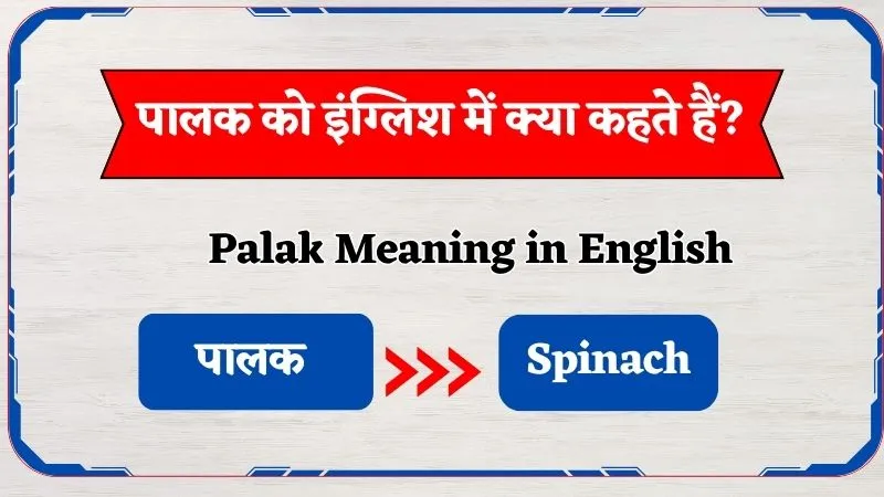 Palak Ko English Mein Kya Kahte Hain