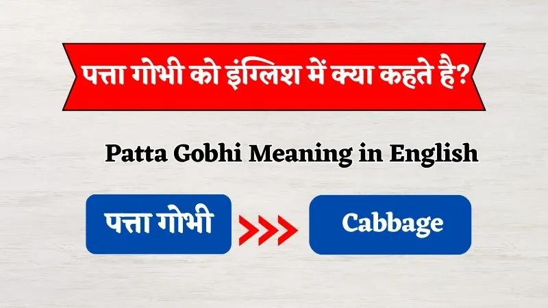 Patta Gobhi Ko English Mein Kya Kehte Hain